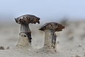 halsdoekridderzwam (tricholoma focale) 11-2010 2104